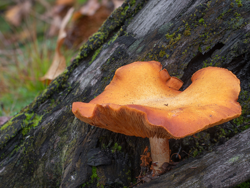 Gymnopilus stabilis